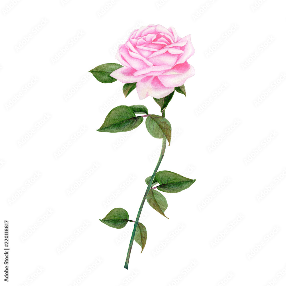 Obraz premium Rose Hand drawn sketch and watercolor illustrations. Watercolor painting Flowers. Rose Illustration isolated on white background.