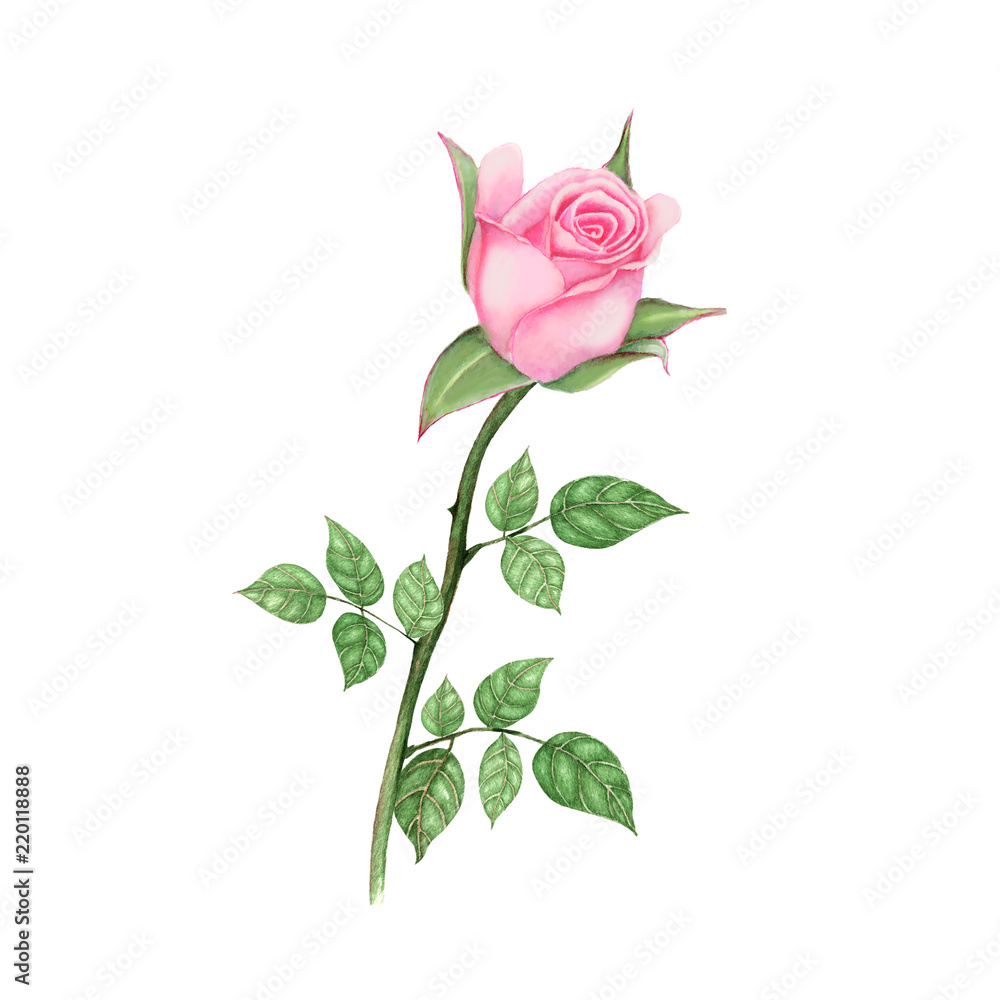 Fototapeta premium Rose Hand drawn sketch and watercolor illustrations. Watercolor painting Flowers. Rose Illustration isolated on white background.
