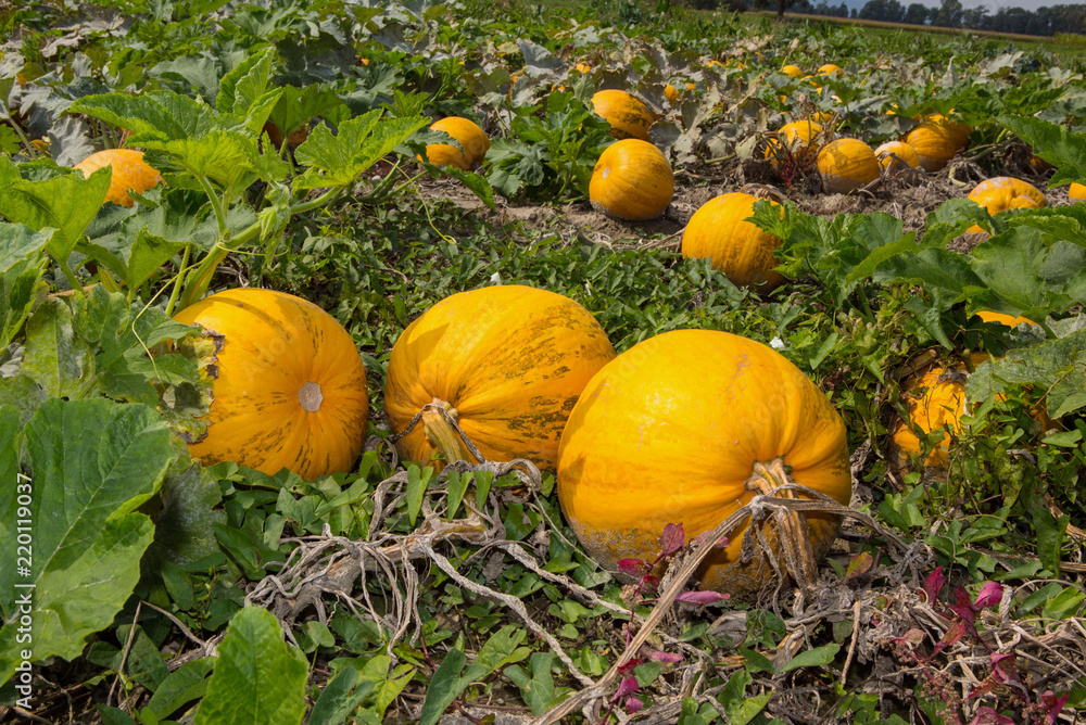 Obraz premium Erntereife Kürbisse für Kernölproduktion