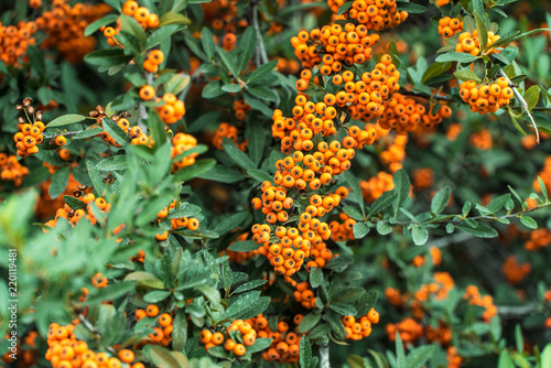 Shrubbery in the park