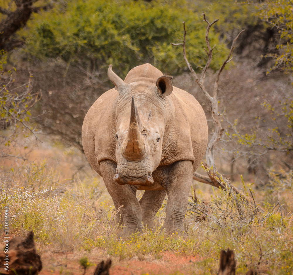Fototapeta premium White Rhino Portrait