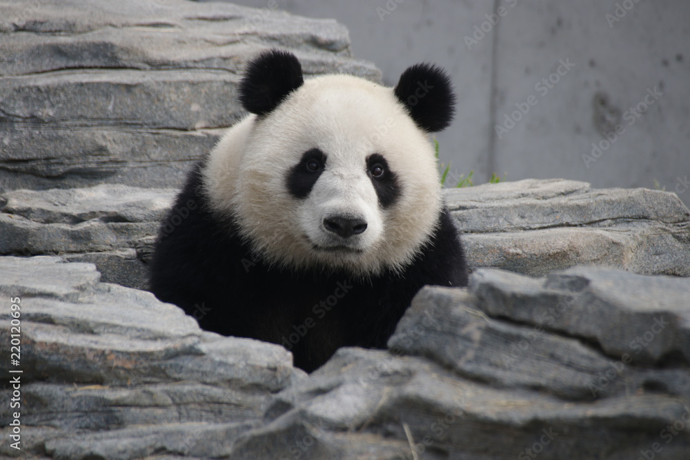 Fototapeta premium Loevely Panda's Face