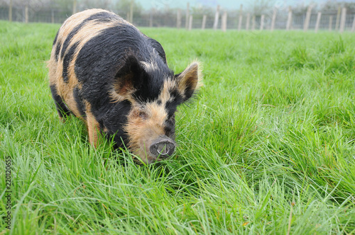 Kune Kune pig in a field photo