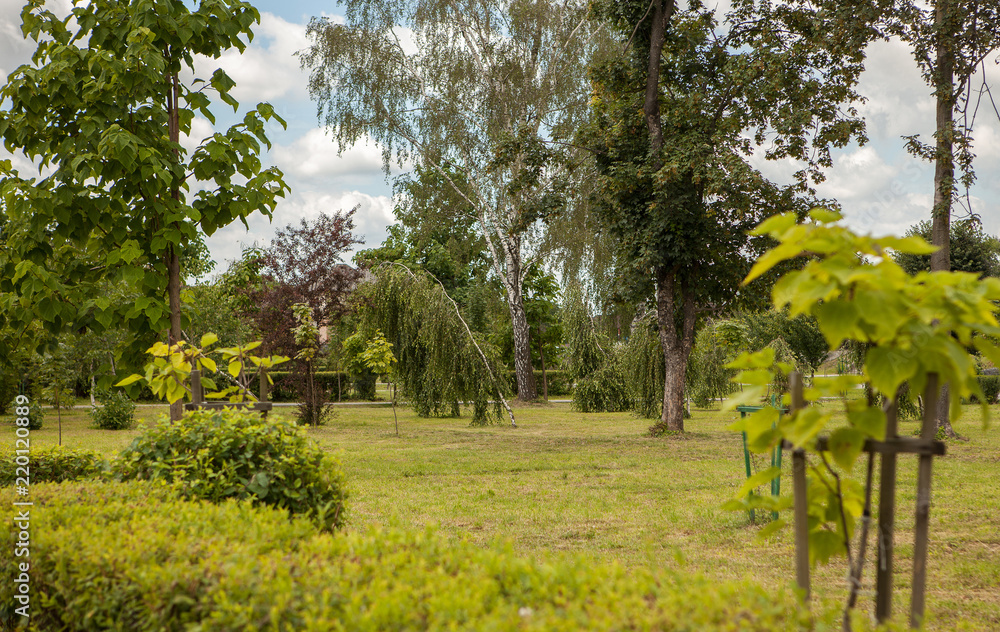 Obraz premium Trees in the park