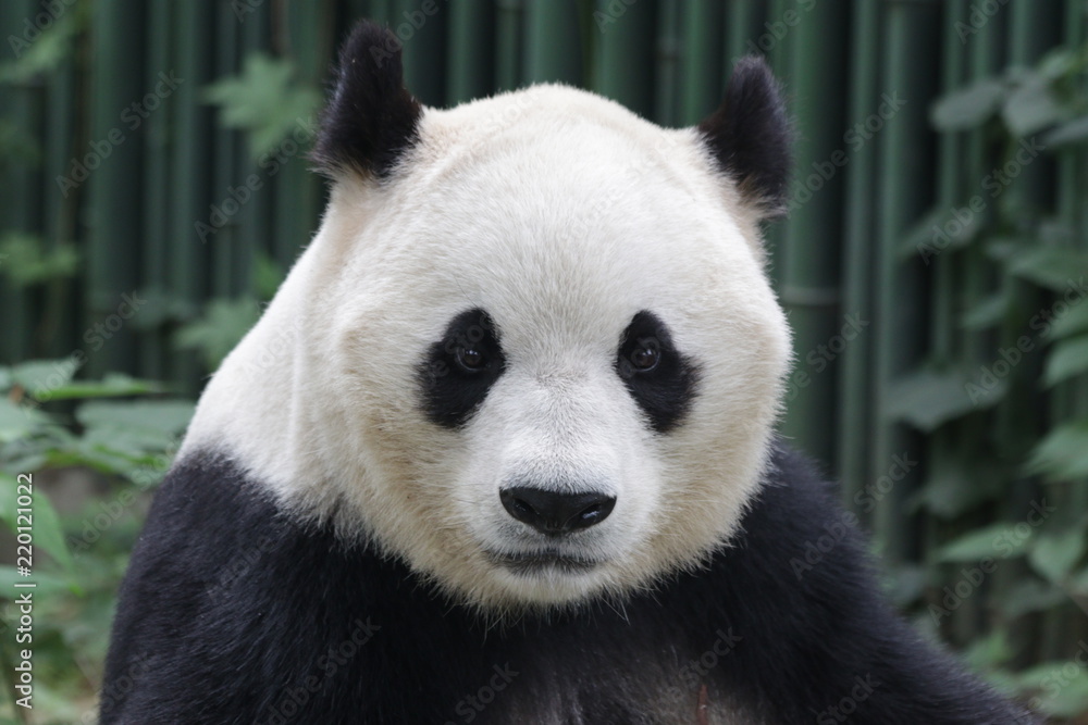 Close-up Giant Panda 's Face, Beijing, China Close-up Giant Panda 's Face, Beijing, China