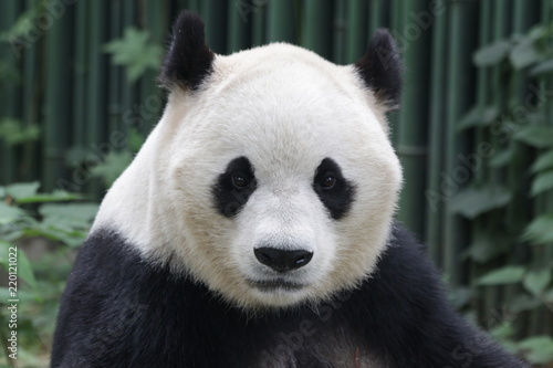 Close-up Giant Panda  s Face  Beijing  China
