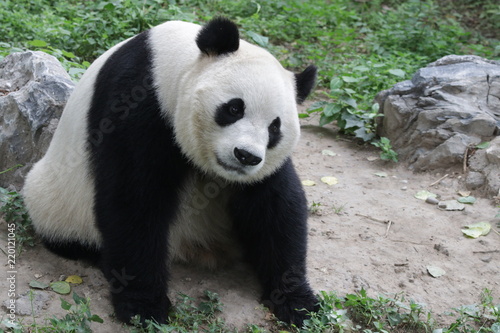 Three Legs Panda name  Dai Li  China