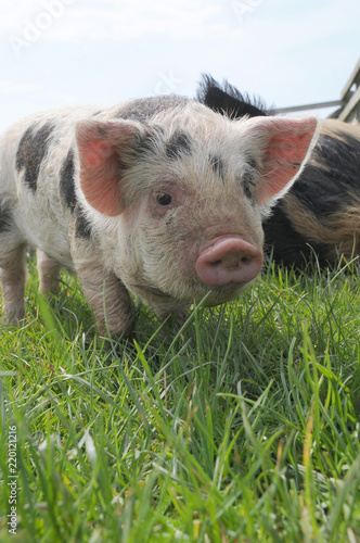 Cute young Kune Kune piglet in a field