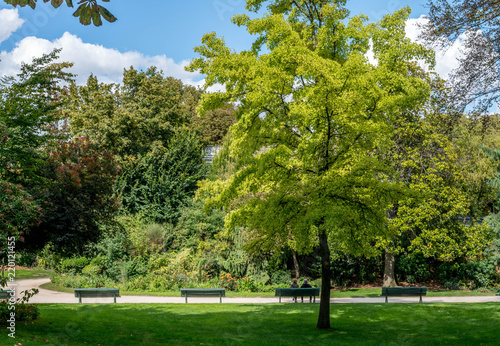 Jardin, Paris, champs Elysées, couple, arbre