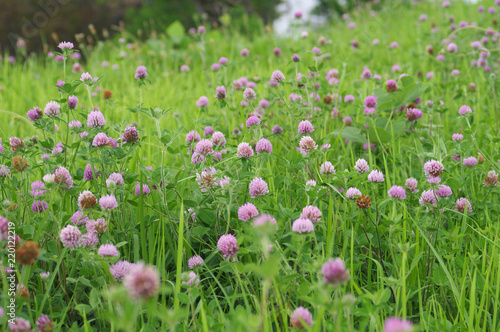 群生するアカツメクサ
