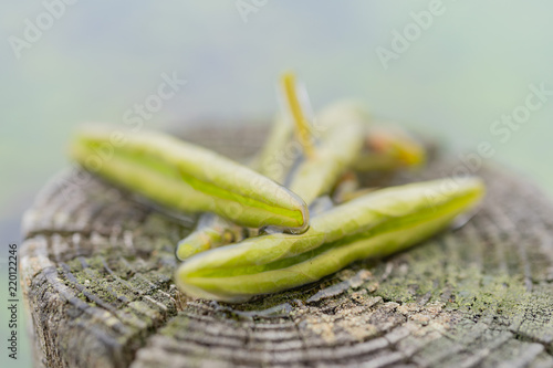 採れたてのじゅんさい