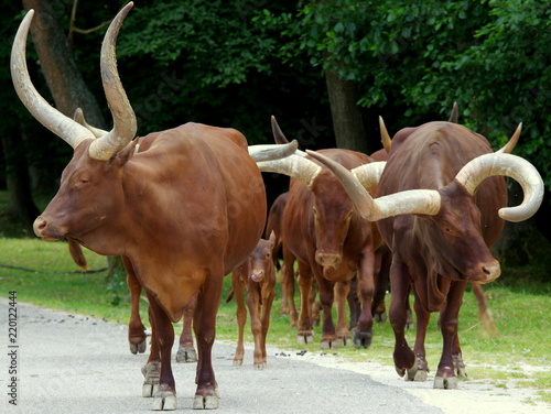 Dzikie krowy watussina asfaltowej drodze