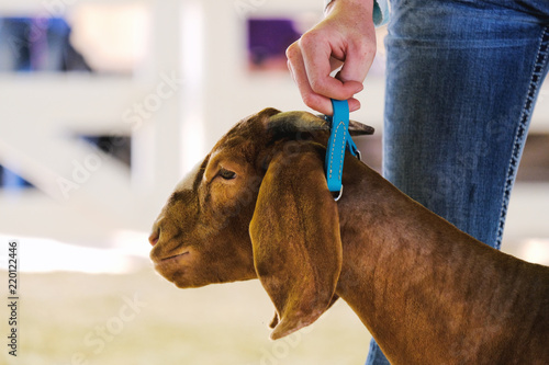 Foto Girl with hand holding collar of boer goat during animal show at the fair