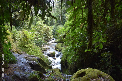 River in the Amazon Jungle