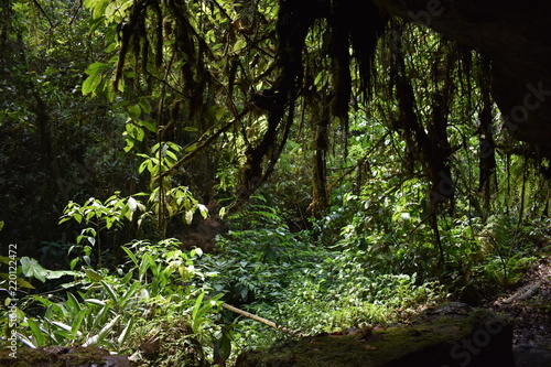 Overgrowth in the Amazon Jungle in Ecuadore