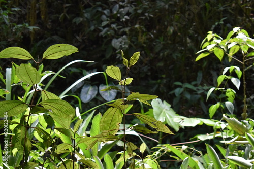 Leaves in the Amazon Jungle in Ecuadore photo