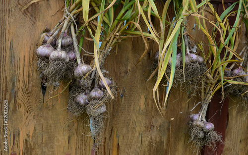 garlic in bunches on a old fence