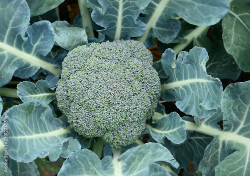broccoli top view
