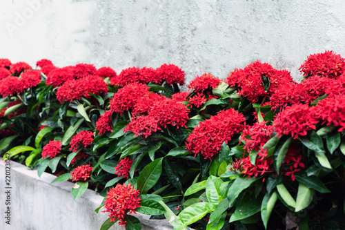 Bloody red Ixora bloom so beautiful. Ixora or West Indian Jasmine  a tropical evergreen trees and shrubs, every popular in Asia. There are many colors, red, pink, orange and violet.