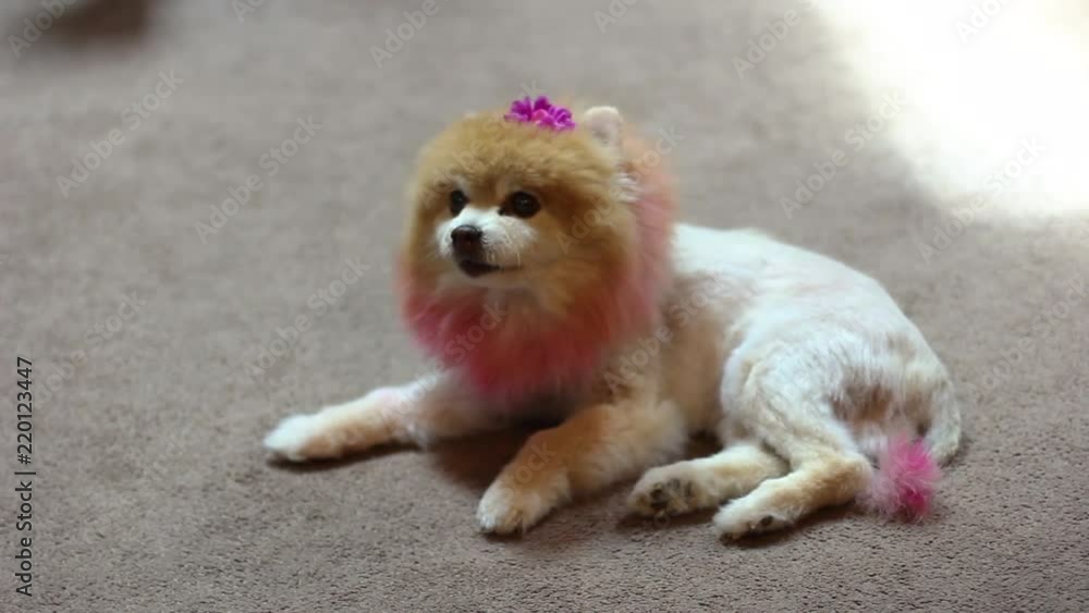 Pomeranian styled to look like a lion laying on the ground vídeo do