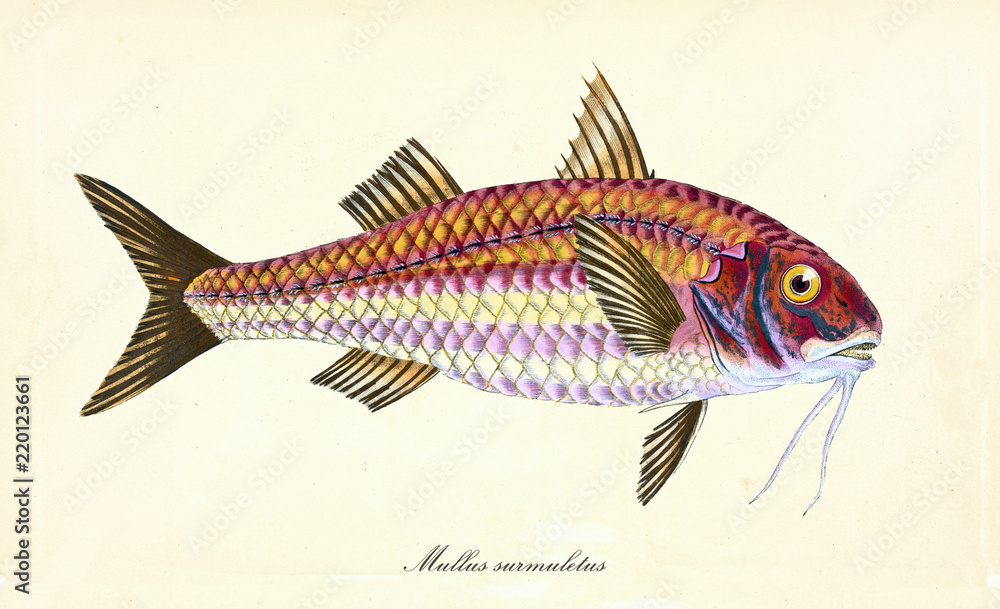 Ancient colorful illustration of Striped Red Mullet (Mullus