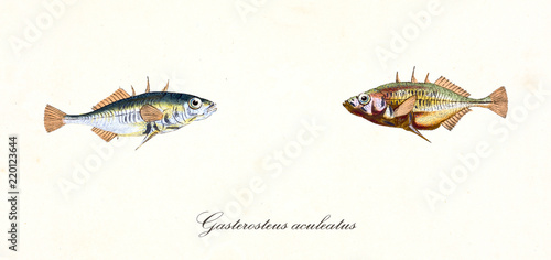 Two opposite colorful little fishes called Three-Spined Stickleback (Gasterosteus aculeatus), side view, isolated element on white background. By Edward Donovan. London 1802