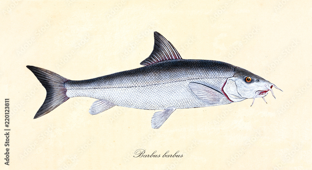 Obraz premium Ancient colorful illustration of Common Barbel (Barbus barbus), side view of the fish with its silvery skin, isolated element on white background. By Edward Donovan. London 1802