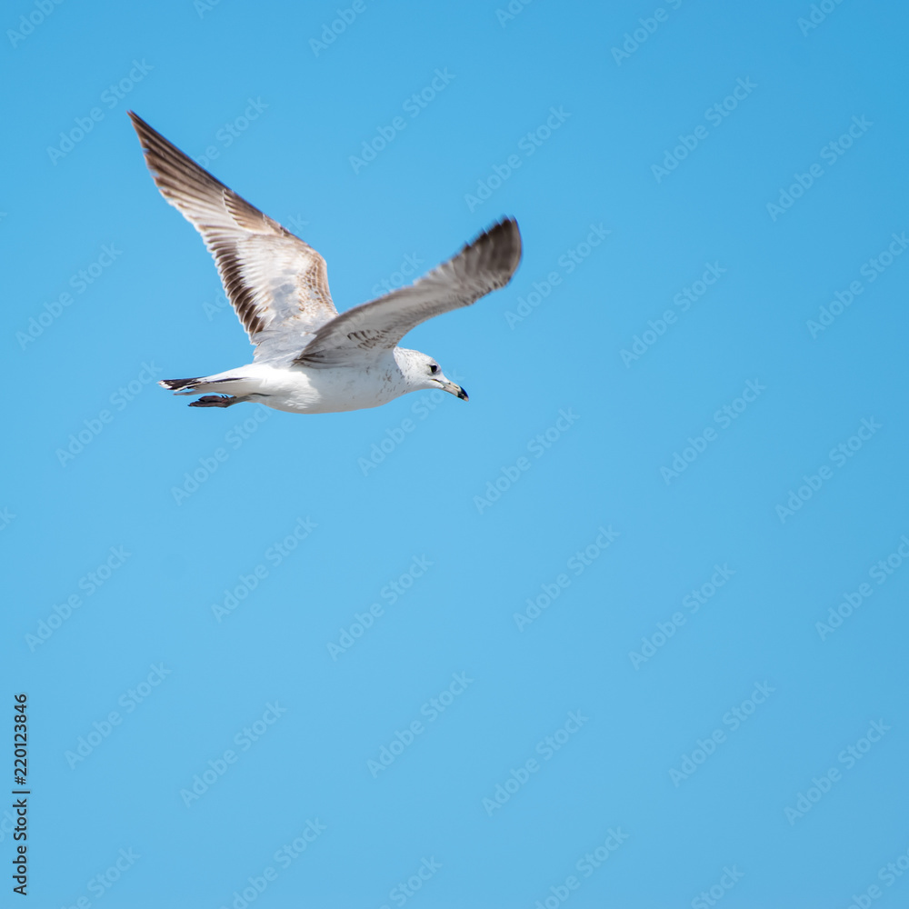 Obraz premium Seagulls at the beach