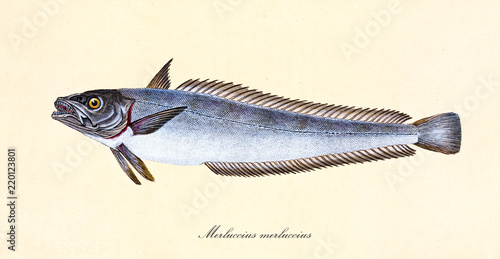 Ancient colorful illustration of European Hake (Merluccius merluccius), side view of the fish with its dark silvery skin, isolated element on white background. By Edward Donovan. London 1802 