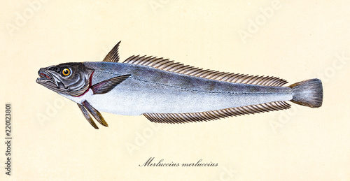 Photos Ancient colorful illustration of European Hake (Merluccius merluccius), side view of the fish with its dark silvery skin, isolated element on white background