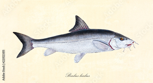 Ancient colorful illustration of Common Barbel (Barbus barbus), side view of the fish with its silvery skin, isolated element on white background. By Edward Donovan. London 1802