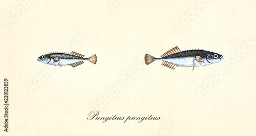 Ancient colorful illustration of Ninespine Stickleback (Pungitius pungitius), side view detail of two little fishes, isolated element on white background. By Edward Donovan. London 1802 photo