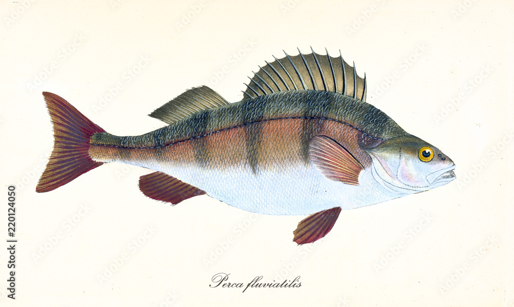 Ancient colorful illustration of European Perch (Perca fluviatilis), side  view of the fish with its multicolored skin, isolated element on white  background. By Edward Donovan. London 1802 ilustración de Stock | Adobe  Stock