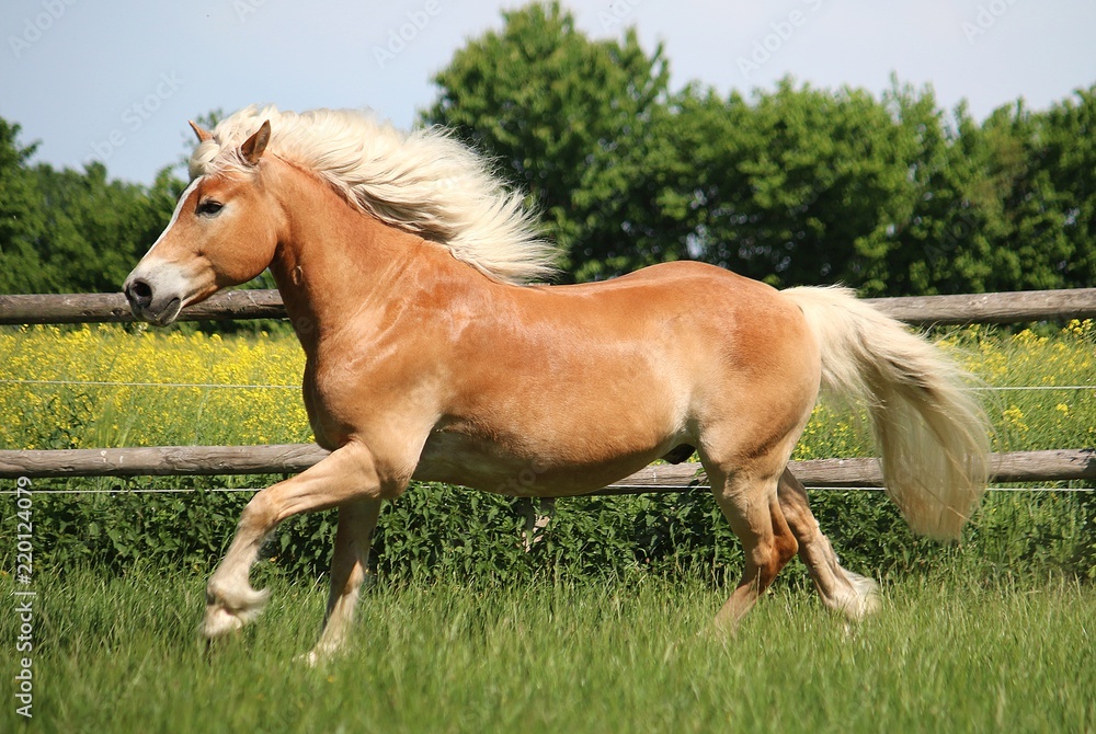 beautiful haflinger horse is running on the paddock in the sunshine beautiful haflinger horse is running on the paddock in the sunshine