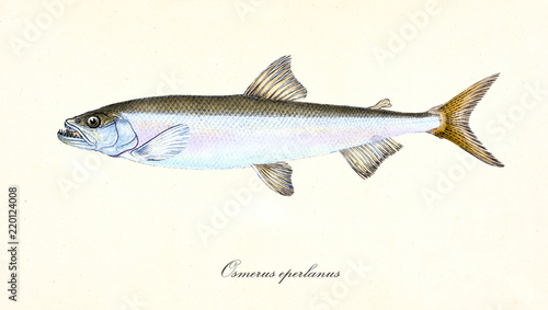 Foto Ancient colorful illustration of European Smelt (Osmerus eperlanus), side view of the spindly fish with its silvery skin, isolated element on white background
