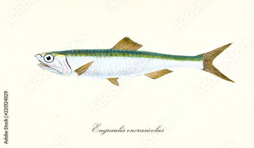 Ancient colorful illustration of European anchovy (Engraulis encrasicolus), side view of the fish with its silvery and green skin, isolated element on white background. By Edward Donovan. London 1802