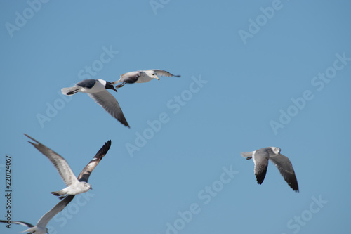 Seagulls at the beach © Xamara