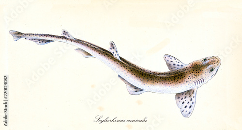 Valokuva Ancient colorful illustration of Small-Spotted Catshark (Scyliorhinus canicula), detailed view of the fish with dappled skin, isolated element on white background