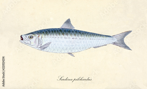 Ancient colorful illustration of European pilchard (Sardina pilchardus), Side view of the fish with its silver skin and fins, isolated element on white background. By Edward Donovan. London 1802