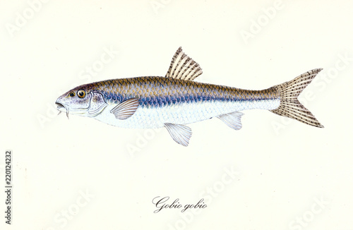 Ancient colorful illustration of Gudgeon (Gobio gobio), Side view of the fish with its brownish back and white stomach, isolated element on white background. By Edward Donovan. London 1802