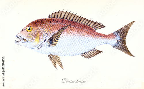 Ancient colorful illustration of Common Dentex (Dentex dentexs), Side view of the  fish with its typical reddish and white skin, isolated element on white background. By Edward Donovan. London 1802