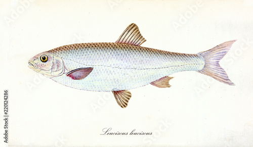 Photography Ancient colorful illustration of Common Dace (Leuciscus leuciscus), side view of the big fish with classic shape and bright skin , isolated elements on white background