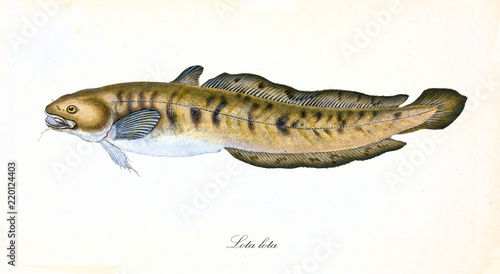 Fotografi Ancient colorful illustration of Burbot (Lota lota), side view of the long mustard colored fish with its open mouth, isolated elements on white background