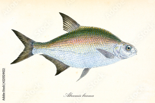 Ancient colorful illustration of Common Bream (Abramis brama), side view of the multicolored fish with its long pointed fins, isolated elements on white background. By Edward Donovan. London 1802