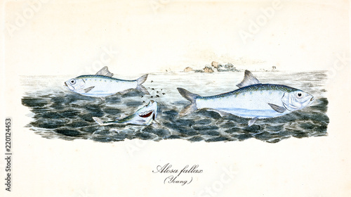 Ancient colorful illustration of Twaite Shad (Alosa fallax), side view of the silvery fishes swimming in the sea, their natural environment. By Edward Donovan. London 1802 photo