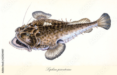 Ancient colorful illustration of Angler (Lophius piscatorius), side view of the strange fish with its large opened mouth, isolated element on white background. By Edward Donovan. London 1802 photo