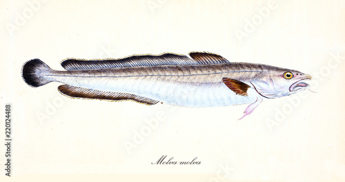 Fotografie Ancient colorful illustration of Common Ling (Molva molva), side view of the long fish with its silvery skin and dark fins, isolated element on white background