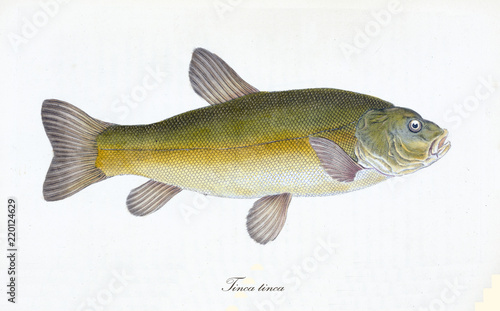 Ancient colorful illustration of Tench (Tinca tinca), side view of the big fish with its yellow skin with little green tone, isolated element on white background. By Edward Donovan. London 1802