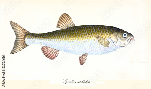 Ancient colorful illustration of Common Chub (Squalius cephalus), side view of the fish with its yellow and white skin, isolated element on white background. By Edward Donovan. London 1802 photo