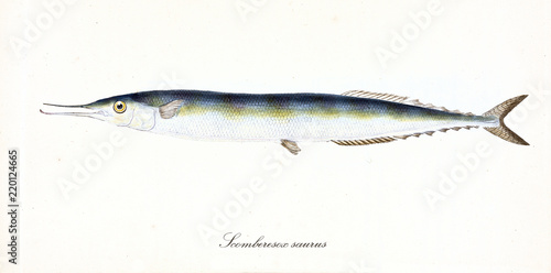 Ancient colorful illustration of Atlantic Saury (Scomberesox saurus), side view of the little fish with its tapered shape, isolated element on white background. By Edward Donovan. London 1802 photo